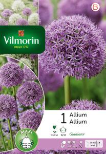 Allium Gladiator